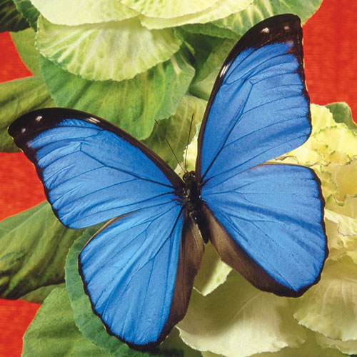 Ngắm những bức ảnh đẹp nhất của loài bướm