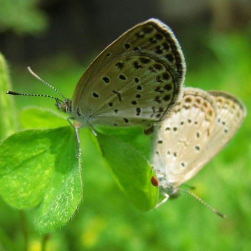 Ngắm những bức ảnh đẹp nhất của loài bướm