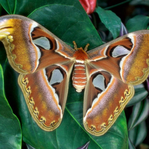 Ngắm những bức ảnh đẹp nhất của loài bướm