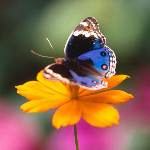 Ngắm những bức ảnh đẹp nhất của loài bướm