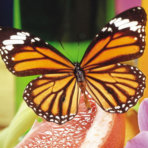 Ngắm những bức ảnh đẹp nhất của loài bướm