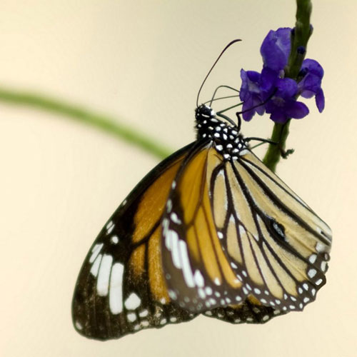 Ngắm những bức ảnh đẹp nhất của loài bướm