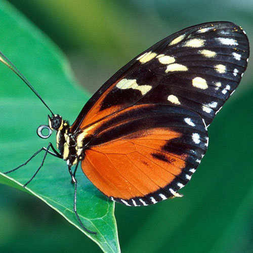 Ngắm những bức ảnh đẹp nhất của loài bướm