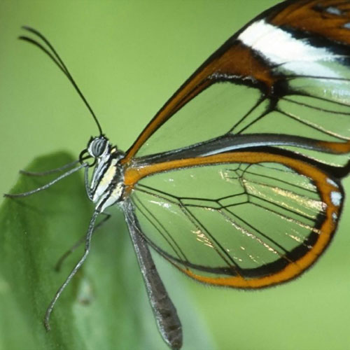 Ngắm những bức ảnh đẹp nhất của loài bướm