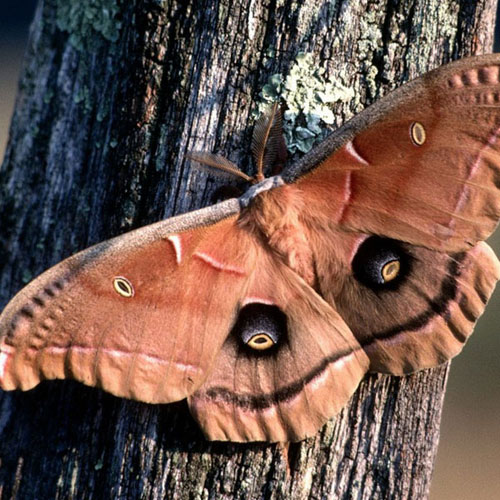 Ngắm những bức ảnh đẹp nhất của loài bướm