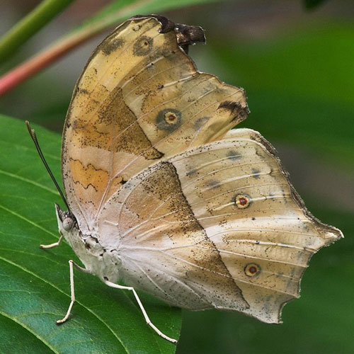 Ngắm những bức ảnh đẹp nhất của loài bướm