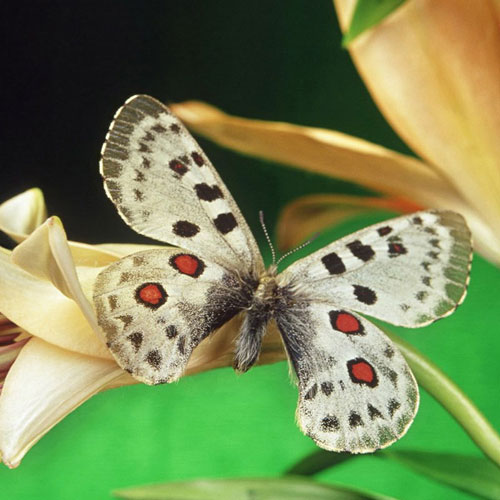 Ngắm những bức ảnh đẹp nhất của loài bướm