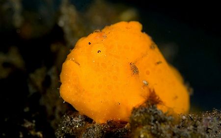 Một loài cá màu vàng và hình thù khác lạ.