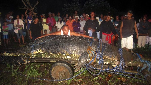 Tái mặt trước con cá sấu khổng lồ, to lạ thường 3