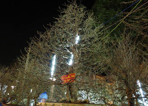 Chiêm ngưỡng những siêu cây tiền tỷ làm náo loạn ngày xuân