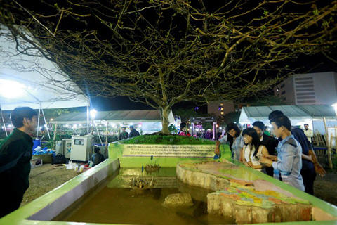 Chiêm ngưỡng những siêu cây tiền tỷ làm náo loạn ngày xuân