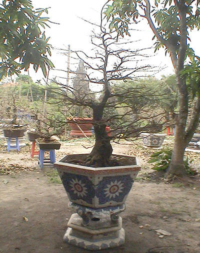 Chiêm ngưỡng những siêu cây tiền tỷ làm náo loạn ngày xuân