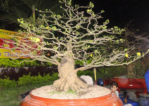 Chiêm ngưỡng những siêu cây tiền tỷ làm náo loạn ngày xuân