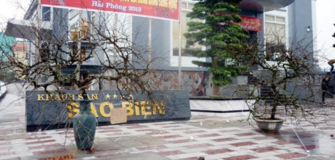 Chiêm ngưỡng những siêu cây tiền tỷ làm náo loạn ngày xuân