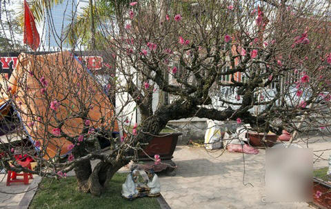 Chiêm ngưỡng những siêu cây tiền tỷ làm náo loạn ngày xuân