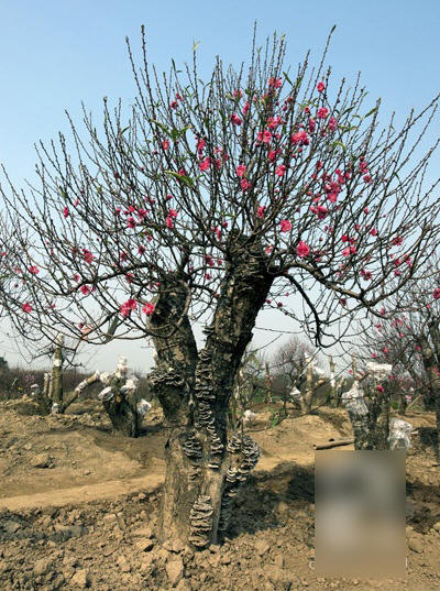 Chiêm ngưỡng những siêu cây tiền tỷ làm náo loạn ngày xuân