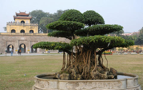 Chiêm ngưỡng những siêu cây tiền tỷ làm náo loạn ngày xuân