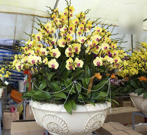 Chiêm ngưỡng những siêu cây tiền tỷ làm náo loạn ngày xuân