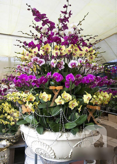 Chiêm ngưỡng những siêu cây tiền tỷ làm náo loạn ngày xuân