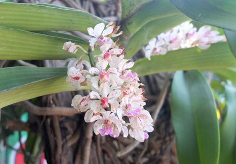Chiêm ngưỡng những siêu cây tiền tỷ làm náo loạn ngày xuân