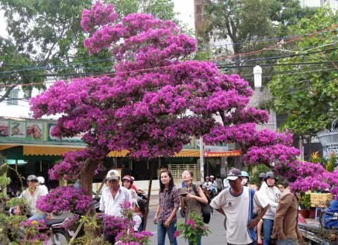 Chiêm ngưỡng những siêu cây tiền tỷ làm náo loạn ngày xuân