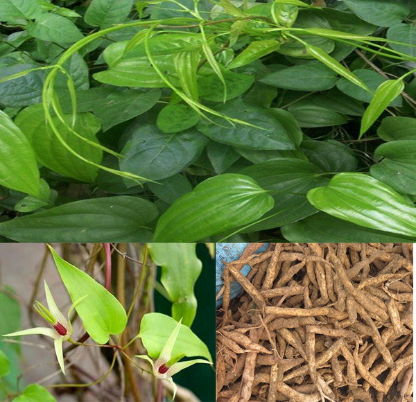 B�ch bộ l� vị thuốc trị ho do cảm lạnh.