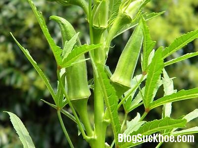 a150 Đậu bắp gi�p cải thiện chức năng n�o bộ