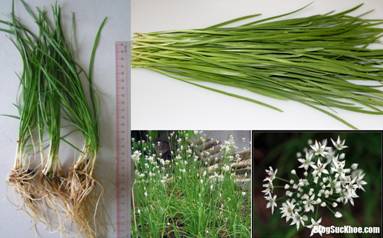 rau he Đ�y ch�nh l� l� do m� bạn n�n ăn rau hẹ thường xuy�n