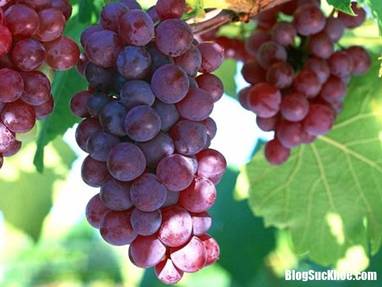 15 tac dung cua qua nho doi voi suc khoe nho khong tot cho giam can veby thumb 1553323405 933 width653height490 Giảm c�n, cải thiện tr� nhớ, chống ung thư v� c�c t�c dụng của quả nho