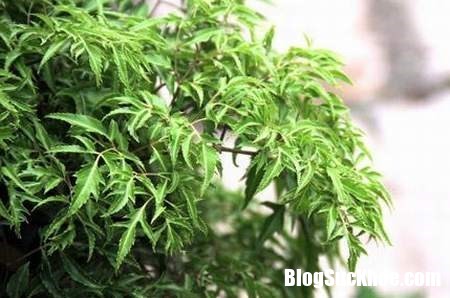 bai thuoc dan gian chua benh dau lung tu cay 1.png B�i thuốc từ c�y đinh lăng chữa trị bệnh đau lưng