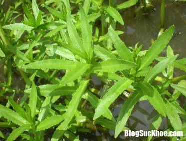 bai thuoc dan gian tri soi than voi rau ngo 1.png B�i thuốc trị sỏi thận từ c�y ngổ