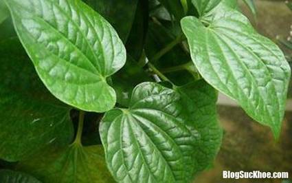 1 chua viem xoang2 1413902830738 13 10 300 399 crop 1413903145535 B�i thuốc từ l� lốt chữa đau răng hiệu quả