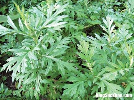 cong dung vang cua ngai cuu 2 ngoisao.vn  Ngải cứu   vị thuốc qu� chữa bệnh thường gặp v�o m�a đ�ng