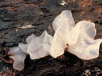 8 thực phẩm thường ngày có thể ... hại người