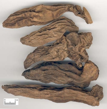 Sự thật về “thần dược” sừng tê giác 2