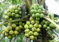 Trái dừa nước nhuận sắc